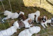 AKC Central asian shepherd puppies FOR SALE