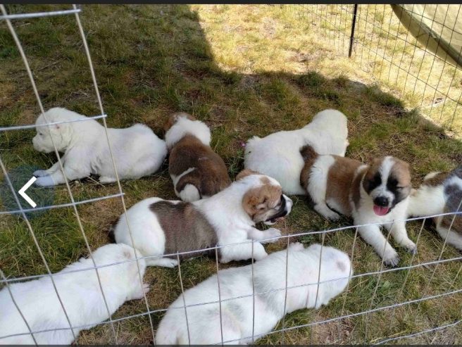 AKC Central asian shepherd puppies FOR SALE