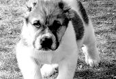 AKC Central asian shepherd puppies FOR SALE