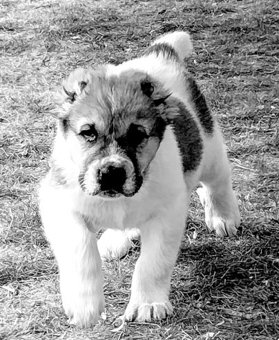 AKC Central asian shepherd puppies FOR SALE