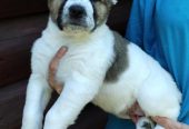 AKC Central asian shepherd puppies FOR SALE