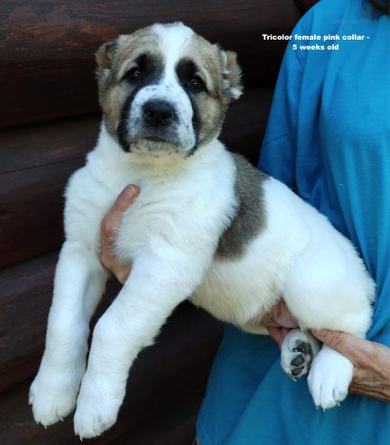 AKC Central asian shepherd puppies FOR SALE